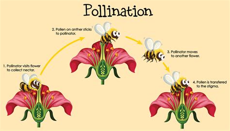The plants & the bees: Plant reproduction (video) .